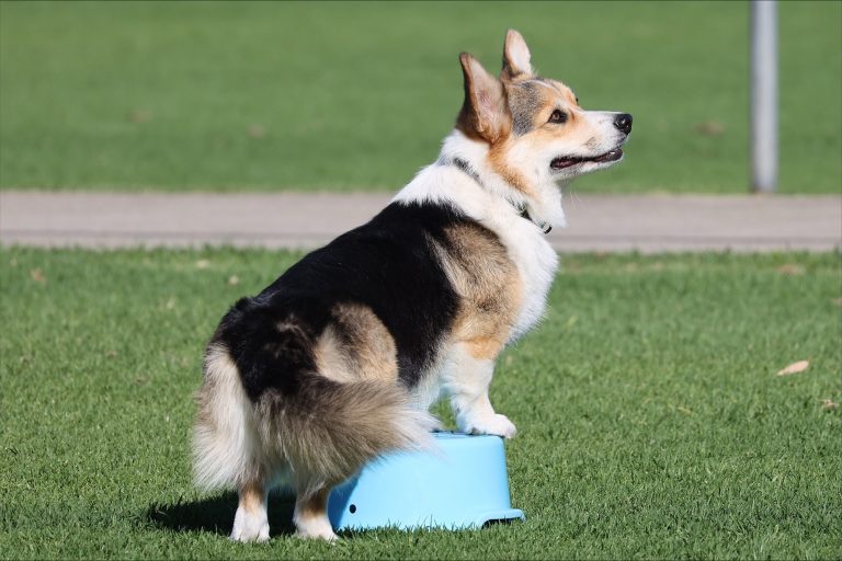 Clarony Agility 768x512