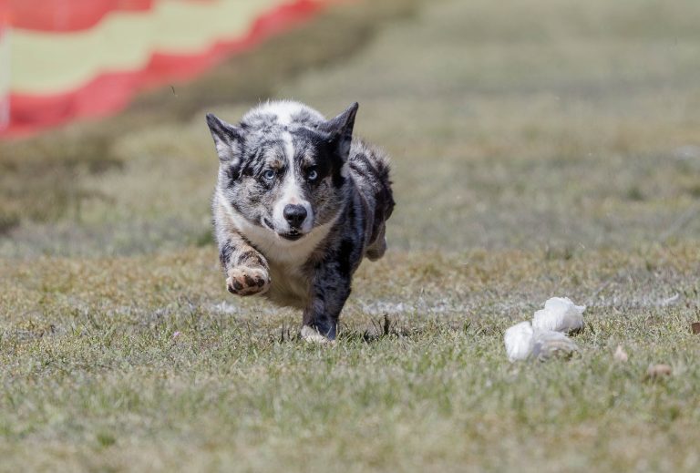 NABDTCSprintDogTrial GalleryOne44 768x519